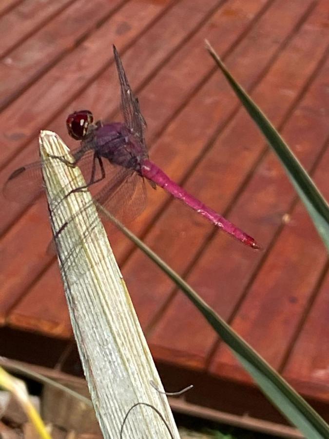 Casa Paula Villa Barra Grande  Dış mekan fotoğraf